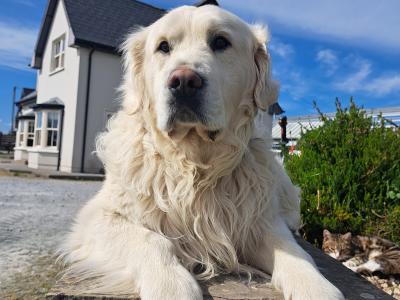 Golden Retriever for stud in Cork