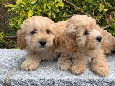 Cockapoo puppies in Wicklow