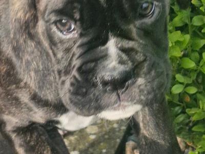 Pedigree Boxer puppies in Armagh - £1800