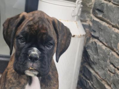 Pedigree Boxer puppies in Armagh - £1800