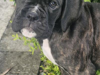 Pedigree Boxer puppies in Armagh - £1800