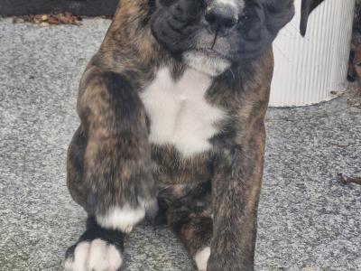 Pedigree Boxer puppies in Armagh - £1800