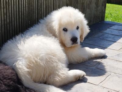 IKC Pedigree Tatra Shepherd puppies, champion bloodline