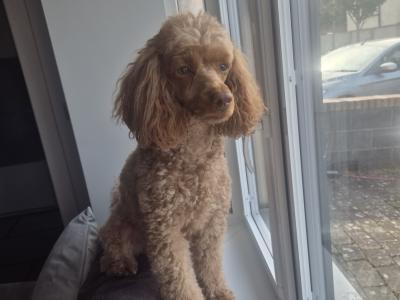 Teddy the Poodle