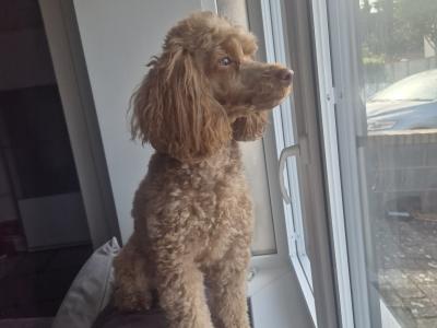 Teddy the Poodle
