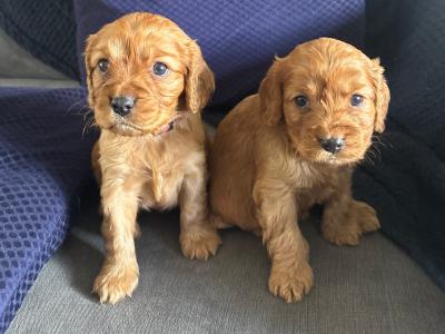 Golden Doodle x Cavalier King Charles puppies in Longford