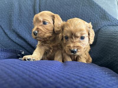 Golden Doodle x Cavalier King Charles puppies in Longford