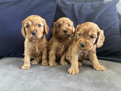 Golden Doodle x Cavalier King Charles puppies in Longford