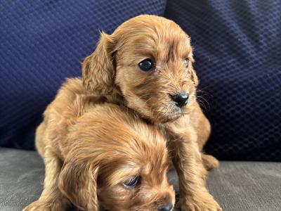 Golden Doodle x Cavalier King Charles puppies in Longford