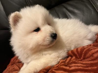 1 female Samoyed puppy in Wicklow