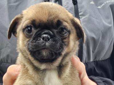 Pug x Terrier puppy in Kerry