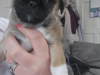 1 Female Pug x Terrier Pup