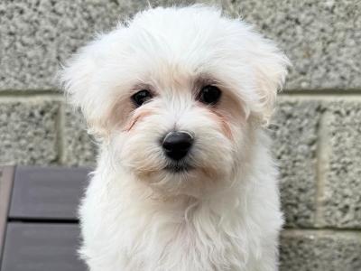 Maltichon (Maltese x Bichon Frise) puppies in Kilkenny