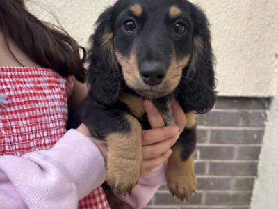 Kc reg Mini Long Haired Dachshund puppies