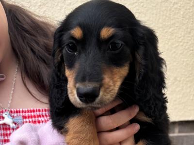Kc reg Mini Long Haired Dachshund puppies