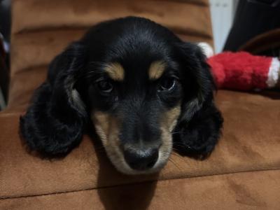Kc reg Mini Long Haired Dachshund puppies