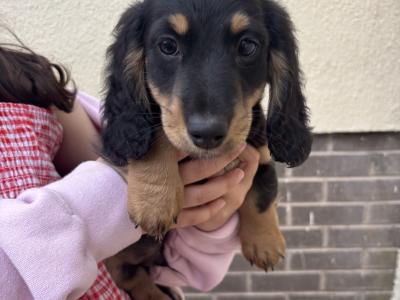 Kc reg Mini Long Haired Dachshund puppies