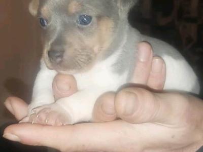 Bluey the miniature Jack Russell stud in Louth