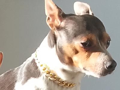 Bluey the miniature Jack Russell stud in Louth