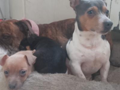 Bluey the miniature Jack Russell stud in Louth