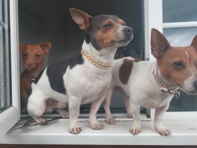 Bluey the miniature Jack Russell stud in Louth