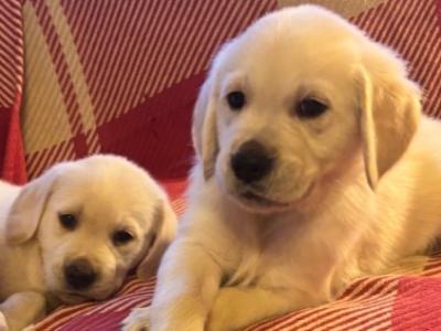 Chunky Golden Retriever x Labrador in Offaly