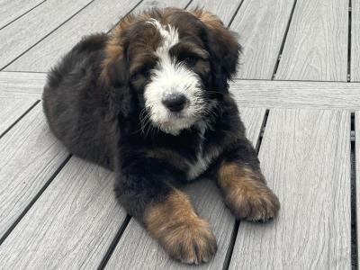 F1b Standard Bernadoodle puppies in Tipperary