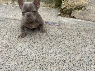 Rock and Prince, French Bulldog puppies in Limerick are looking for a Loving and Caring home