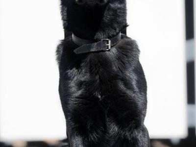 German Shepherd Straight Back pups