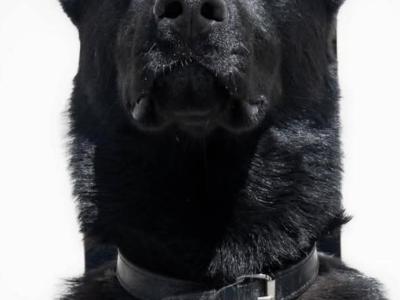 German Shepherd Straight Back pups