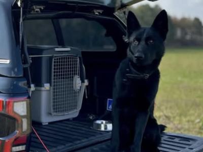 German Shepherd Straight Back pups
