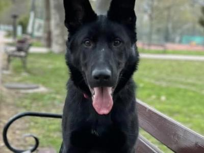German Shepherd Straight Back pups