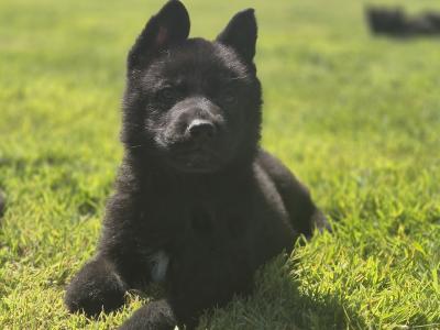 German Shepherd Straight Back pups