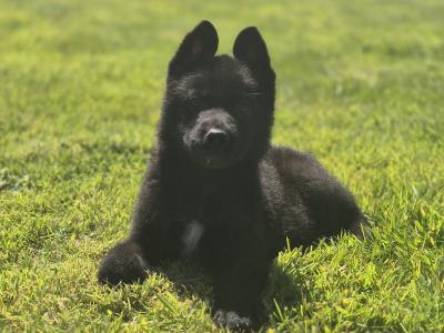 German Shepherd Straight Back pups