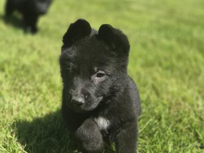 German Shepherd Straight Back pups