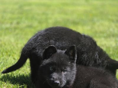 German Shepherd Straight Back pups