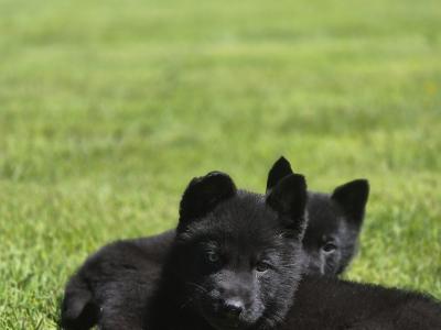 German Shepherd Straight Back pups