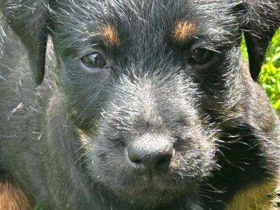Jagd Terriers