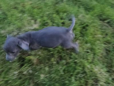 Doxiepoo puppies (blue grey female available