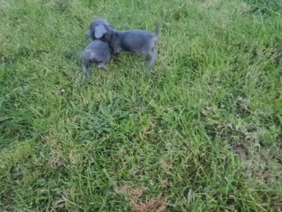 Doxiepoo puppies (blue grey female available