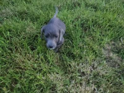 Doxiepoo puppies (blue grey female available