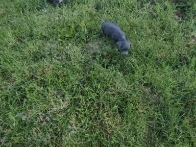Doxiepoo puppies (blue grey female available