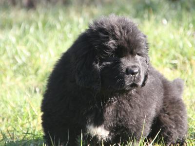 Stunning Pedigree Newfoundland puppies - Superior Quality in Galway