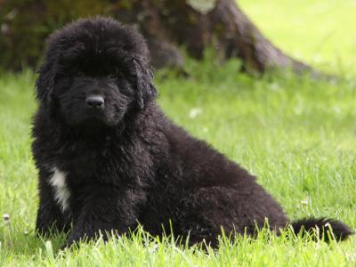 Stunning IKC Registered Newfoundland puppies - Superior Quality in Galway