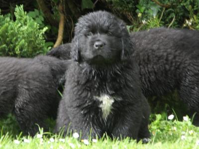 Stunning IKC Registered Newfoundland puppies - Superior Quality in Galway