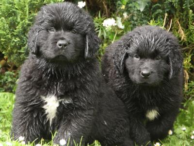 Stunning Pedigree Newfoundland puppies - Superior Quality in Galway