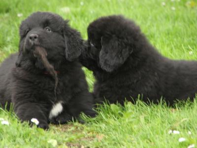 Stunning Pedigree Newfoundland puppies - Superior Quality in Galway