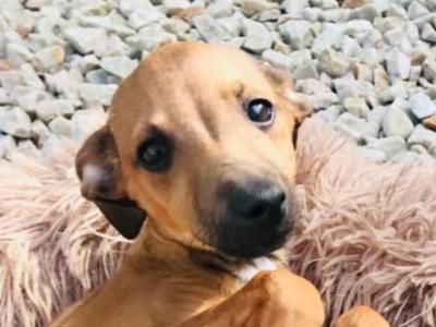 IKC Registered male Italian Greyhound puppy 6 months old in Galway