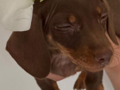 Beautiful miniature Dachshund puppies for sale in Mayo