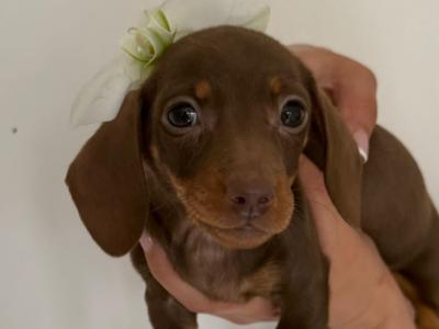Beautiful miniature Dachshund puppies for sale in Mayo